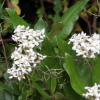 Olearia 'Talbot de Malahide'